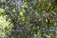 Epiprinus mallotiformis